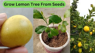 How to grow lemon tree from seeds।। Grow huge amount of lemon।। [upl. by Brocky]