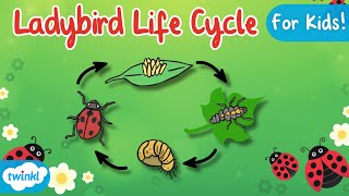 The Life Cycle of a Ladybird  Ladybird Life Cycle  Science for Kids [upl. by Oab]