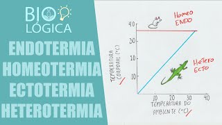 BIO LÓGICA ENDOTERMIA HOMEOTERMIA vs ECTOTERMIA HETEROTERMIA [upl. by Nahshun158]