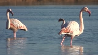 Flamenco común Phoenicopterus roseus Greater Flamingo [upl. by Nirret]