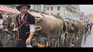 Entlebucher Alpabfahrt 2024 Schüpfheim LU 🇨🇭 [upl. by Lerual]