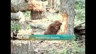 BBC Wildlife Beavers the Master Builders [upl. by Carmita]