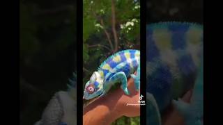 Chromatophores are pigmented cells that help the chameleon change colors [upl. by Geier353]