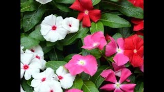 Rosy Periwinkle Flowers  Catharanthus roseus  Treat Cancers Diabetes and Malaria [upl. by Ajssatan]