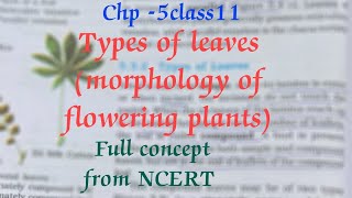 Types of leaves morphology of flowering plants class 11 chapter 5 [upl. by Mcconnell]