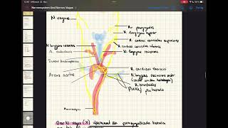 Zentrales amp peripheres Nervensystem  vegetatives Nervensystem N Vagus N phrenicus anatomy [upl. by Celinka]