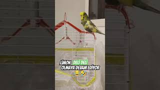 LİMON DELİ DELİ OLMAYA DEVAM EDİYOR😂🤣bird birds funny islam islamic [upl. by Silyhp642]