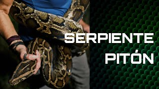 🐍 Las PITONES TERRIBLE PLAGA INVASORA reptiles serpientes puertorico especies culebra [upl. by Dewhirst]