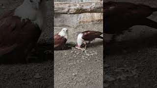 BRAHMINY KITE EAGLE brahminykite Haliastur Indus [upl. by Llecrad869]