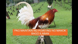 Sabong Pointing PAANO MAMAINTAIN ANG POINTING NG MANOK [upl. by Germann]