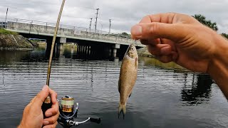 4 Hours of RAW and UNCUT Fishing with LIVE Shiners and Gulp Minnows  Lake Ida Florida [upl. by Dieter49]