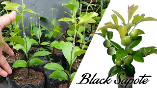 The Best Idea of ​​Black Sapote Tree Propagation And Faster Fruiting [upl. by Meredith]