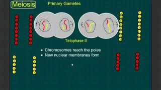 Meiosis The Reduction Division [upl. by Assirahc802]