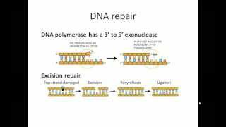 DNA replication [upl. by Anaic]