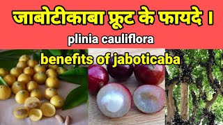 जाबोटीकाबा पेड़ । jaboticaba fruit in hindi  benefits of jaboticaba fruitpliniacauliflora [upl. by Ahsita832]