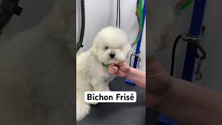 Fun Facts about Purebred Bichons dogs groomingtips doggroomingforbeginners doggrooming pets [upl. by Hoi]