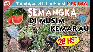 PART 3 🔴AKIBAT NEKAT ‼️ TANAM SEMANGKA DI LAHAN KERING DI WAKTU MUSIM KEMARAU PANJANG  UMUR 26 HARI [upl. by Uranie]