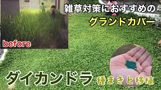 【雑草対策】雑草でお悩みの皆様…私もそうでした😭～グランドカバーダイカンドラの種まきと移植の仕方🌱～ [upl. by Ydroj]