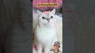 😺Revenge Accomplished 😎⁉️ shorts fypシ゚viral fyp reaction funny cat prank comedyvideos [upl. by Monney]