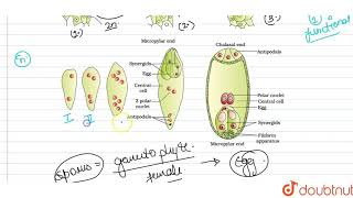 a Explain the development of female gametophyte from a megaspore mother cell in an angiosperm [upl. by Gilead436]