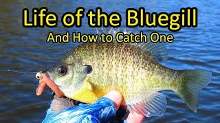 Life of the Bluegill and How to Fish for Bluegill [upl. by Sawyere]