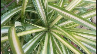 كيفية إكثار نبات العنكبوت، و نصائح للعناية به spider plant  الفلانجيوم Chlorophytum comosum [upl. by Aihseuqal]