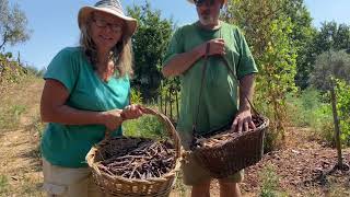 Harvesting Shelling Beans for the Long Term [upl. by Cy]