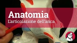 Anatomia Larticolazione dellanca [upl. by Tenn648]