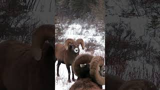 Bighorn Ram POV Head Butts [upl. by Allenod]