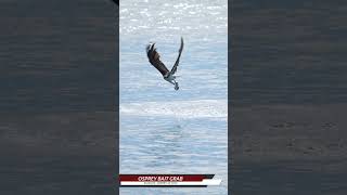 Osprey Fish Grab wildlife ospreys birds nature birdofprey birdslover ospreys [upl. by Rentsch]