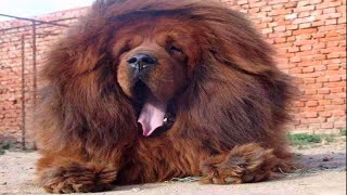 Tibetan mastiff dog breed your perfect pet [upl. by Anissa]