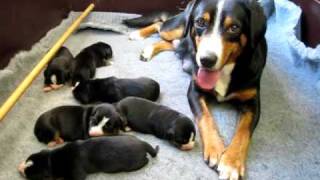 Entlebucher Sennenhonden  Kennel van de Malpieheide [upl. by Bravin]