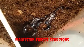 Pet Malaysian Forest Scorpions [upl. by Carolyne]