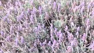 Lavandula dentata  French Lavender [upl. by Sophey]