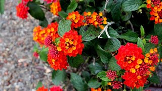 11 Different Types of Lantana Flower [upl. by Neltiak132]