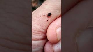 Ever seen a Pseudoscorpion shorts [upl. by Getraer]