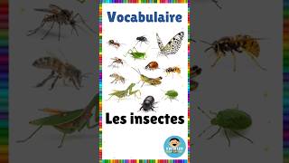 Vocabulaire  les insectes  Français eme vocabulaire insectes français [upl. by Kaasi264]