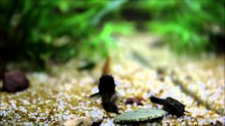 corydoras sp black venezuela [upl. by Nosak]