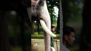 കുഞ്ചൻ 🤍😍  ukkens kunju elephantnewshortsshorts feed [upl. by Hsizan80]