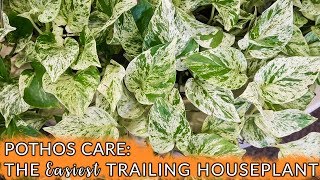 Pothos Care The Easiest Trailing Houseplant  Joy Us Garden [upl. by Schwinn]