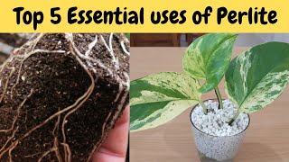 Perlite Benefits for Plants  Top 5 Perlite [upl. by Araid]