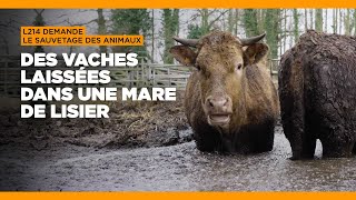 Urgence pour les vaches de Meillac en IlleetVilaine [upl. by Nevaed268]