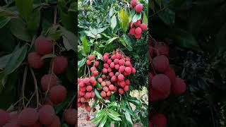 What are the characteristics of dogwoodWhat does dogwood fruit look likeWhat are the properties of [upl. by Constant]