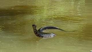 A Very Curious Cottonmouth [upl. by Beauregard591]