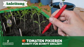 Tomaten pikieren 🍅 Schritt für Schritt erklärt So machst du es richtig [upl. by Lenra]