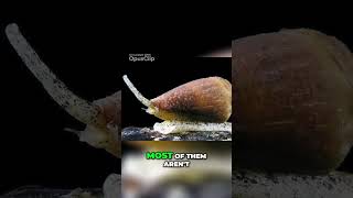 Unveiling the Deadly Secrets of the Cone Snail A Close Encounter with a Venomous Gastropod [upl. by Arbma]