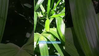 LADY PALM TREELUCKY PALM luckyplant shortvideo [upl. by Ovida588]