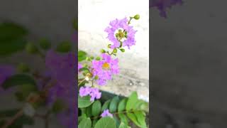 Four types of Lagerstroemia plant Lagerstroemia shorts flowerplant [upl. by Mullen]