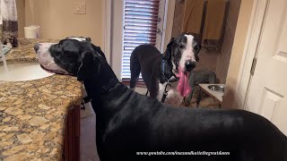 Funny 3 Year Old Mantle Great Dane Twins Enjoy A Sink Drink [upl. by Caz]