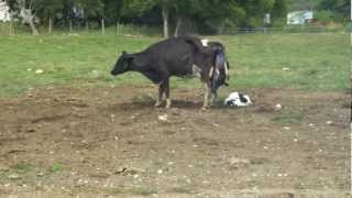 Parto de vaca  Cow gives birth [upl. by Amye857]